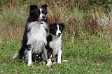 BORDER COLLIE 747